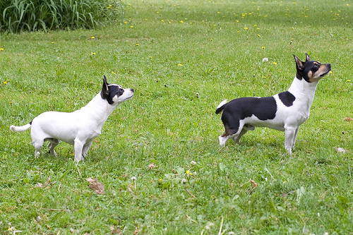 Dogs